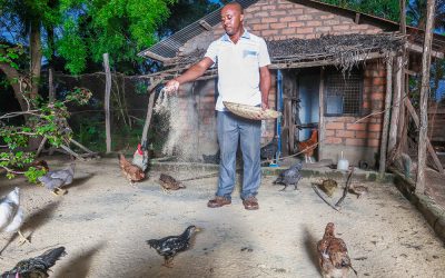 Replacing Wild Meat With Local Chicken To Save The Forests